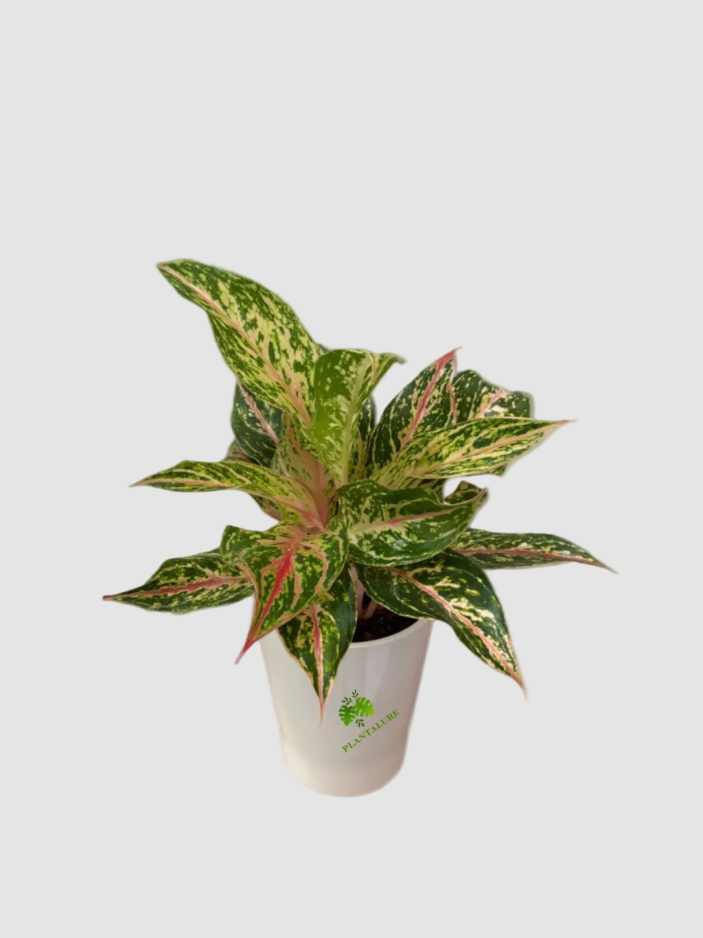 Aglaonema Chinese Evergreen Assorted Collection
