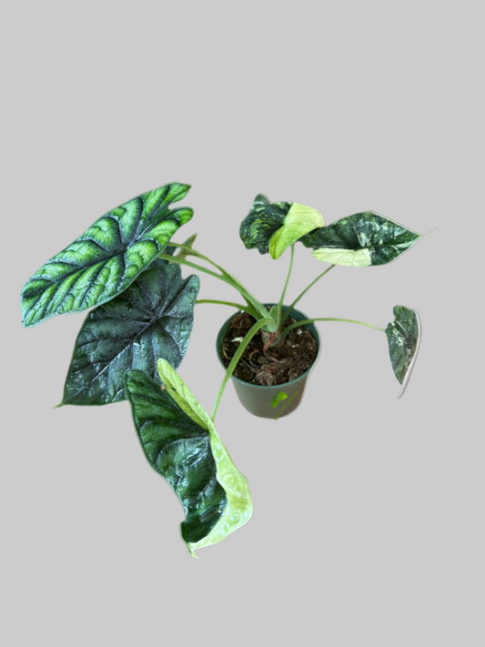 Alocasia Dragon Scale Albo
