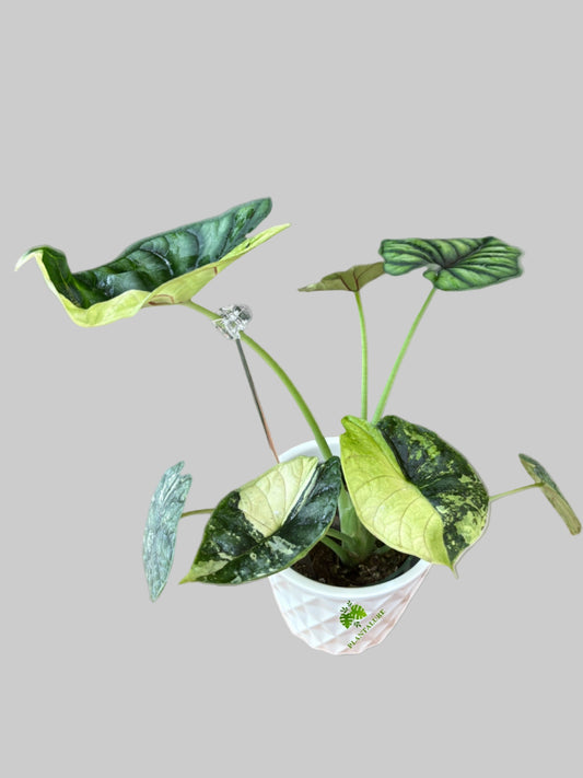 Alocasia Dragon Scale Albo