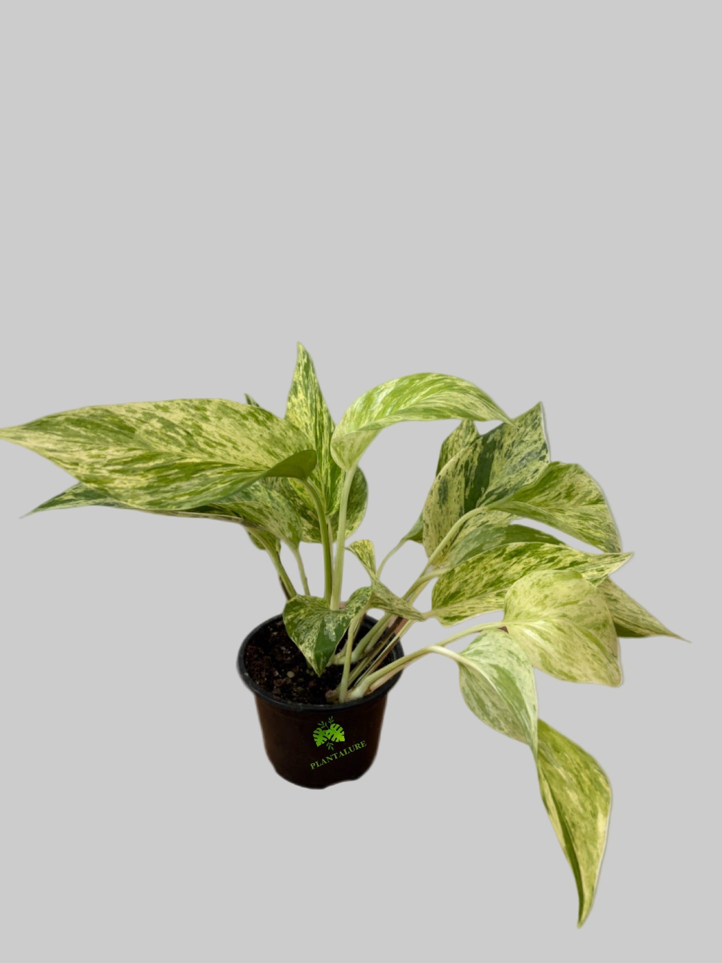 Pothos Marble Queen
