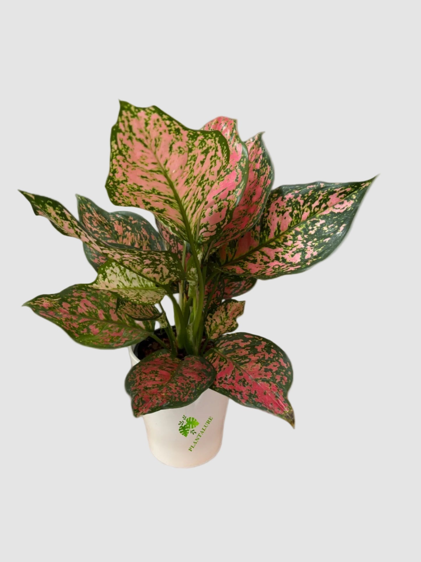 Aglaonema Chinese Evergreen Assorted Collection