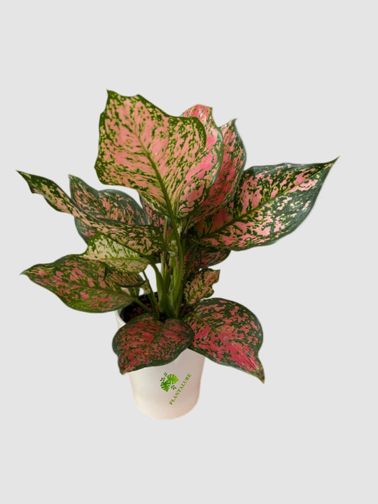 Aglaonema ‘Ruby’ – Red & Green Indoor Plant