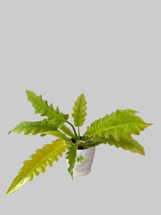 Philodendron Golden Crocodile