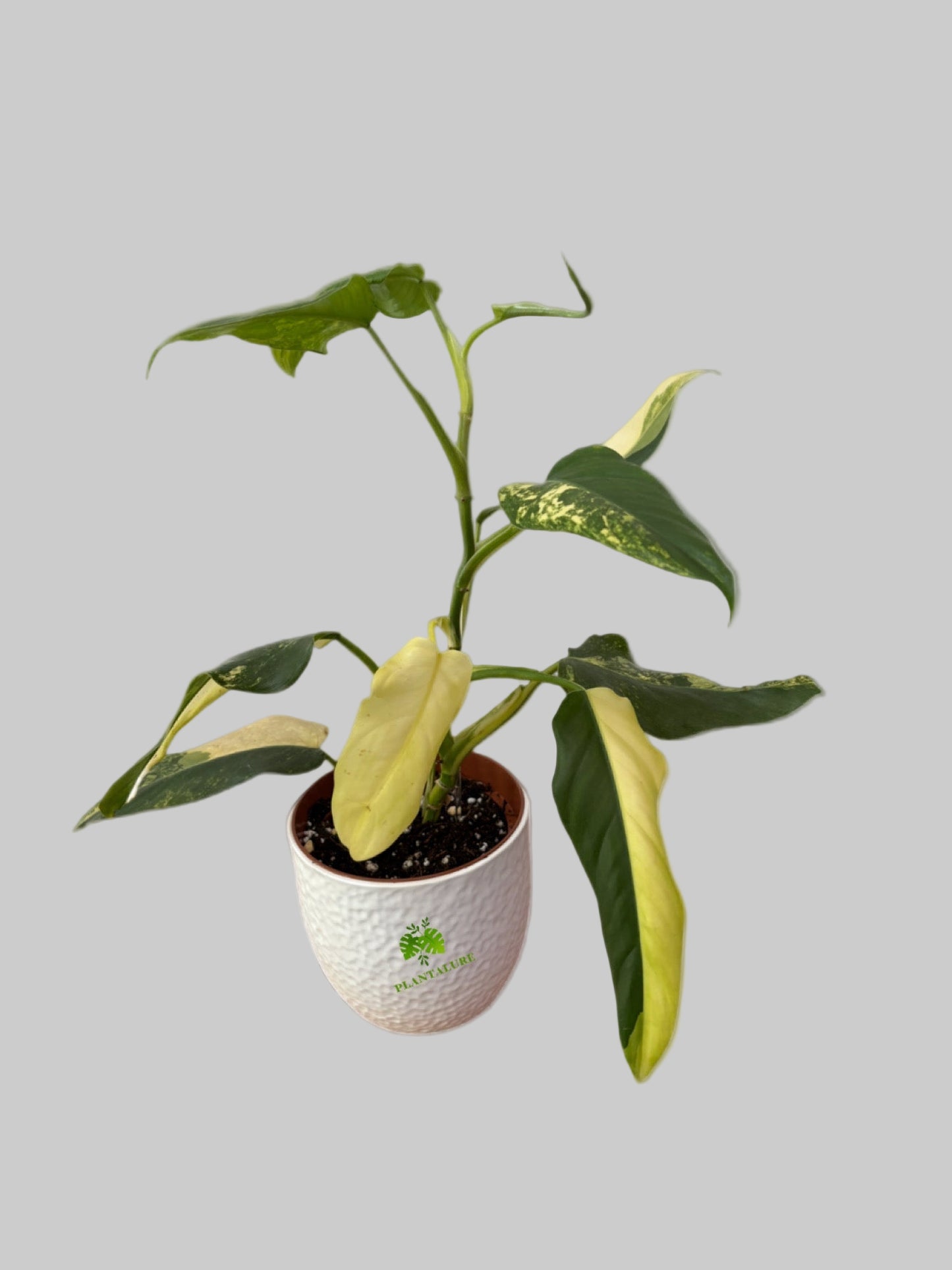 Philodendron Domesticum Variegated