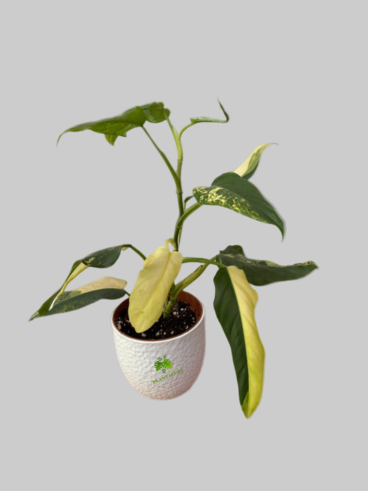 Philodendron Domesticum Variegated