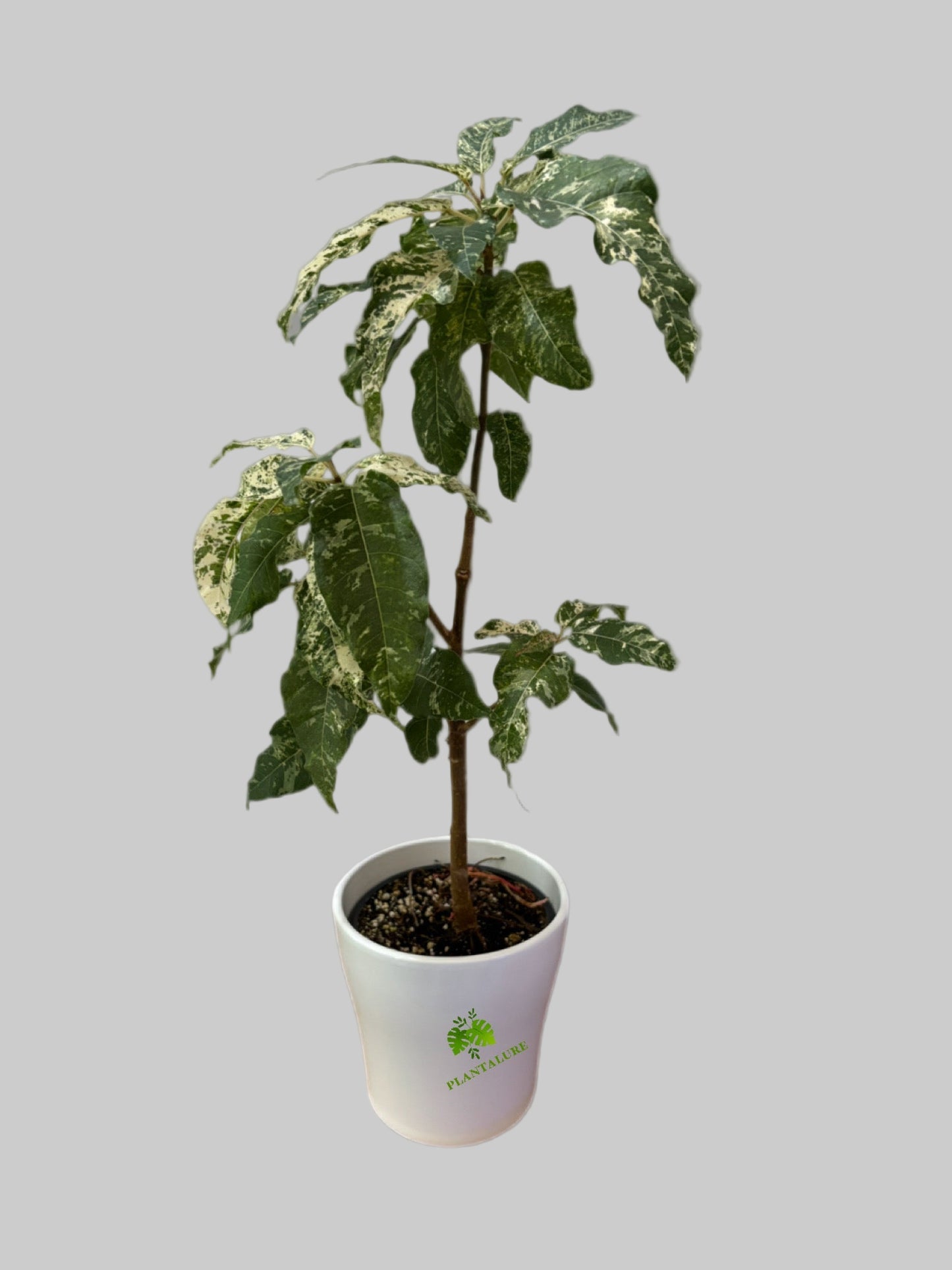 Ficus Elastica "Snowstorm"