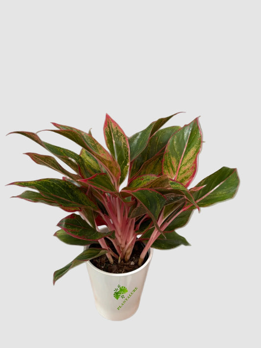 Aglaonema ‘Siam Aurora’ – Red Chinese Evergreen Plant