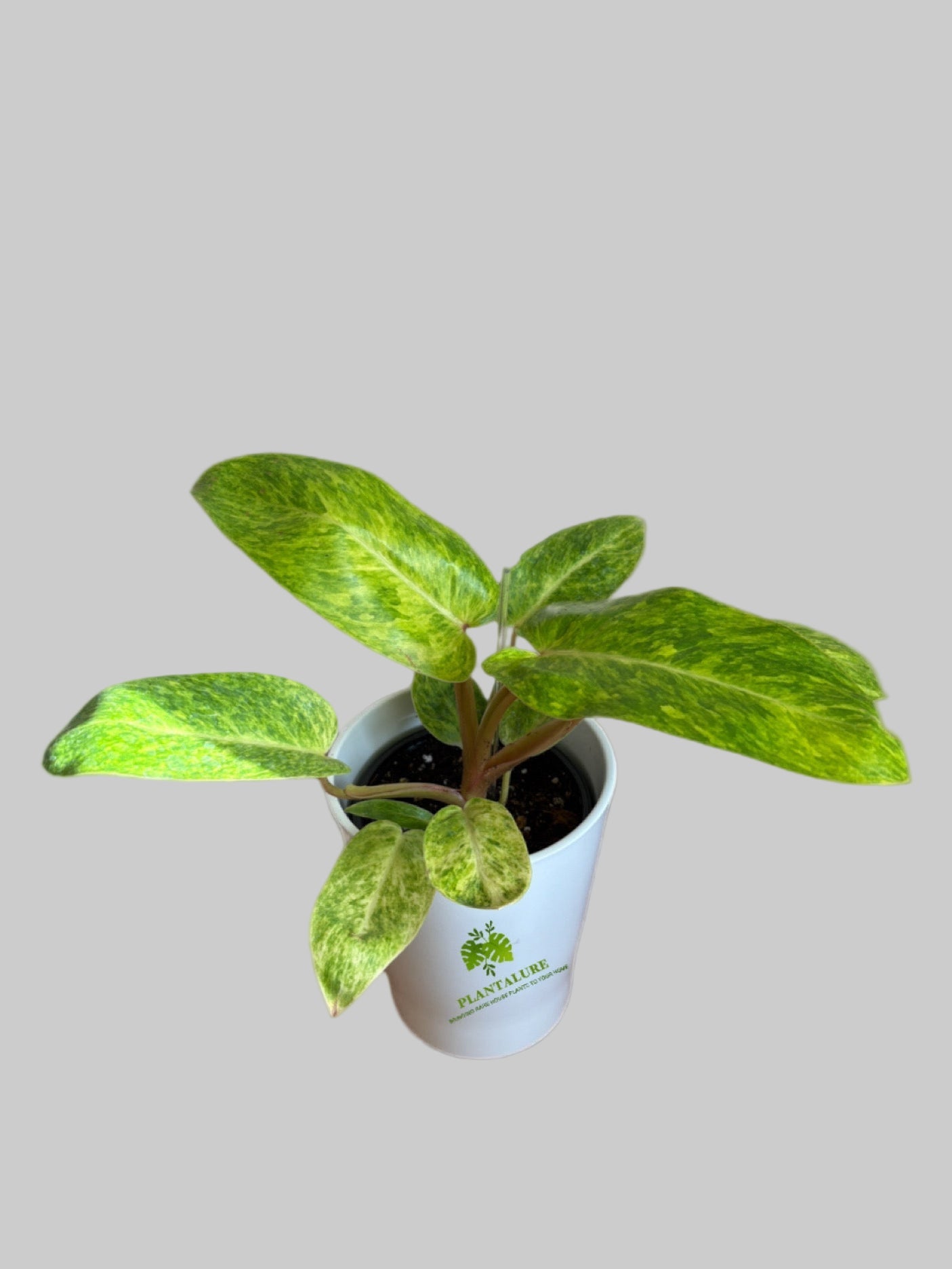 Philodendron Painted Lady