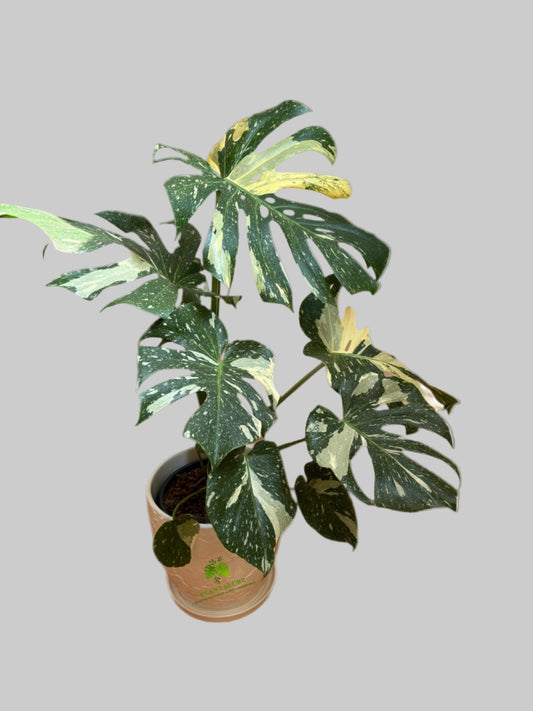 Monstera Thai Constellation Variegated