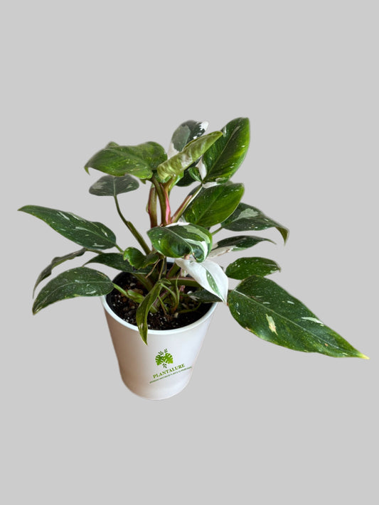 Philodendron White Princess
