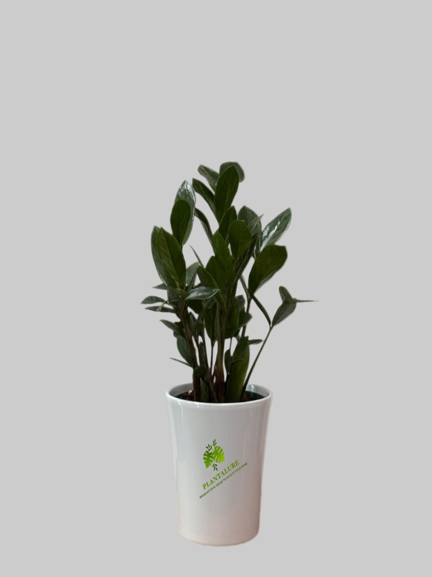 ZZ Plant (Zamioculcas Zamiifolia)