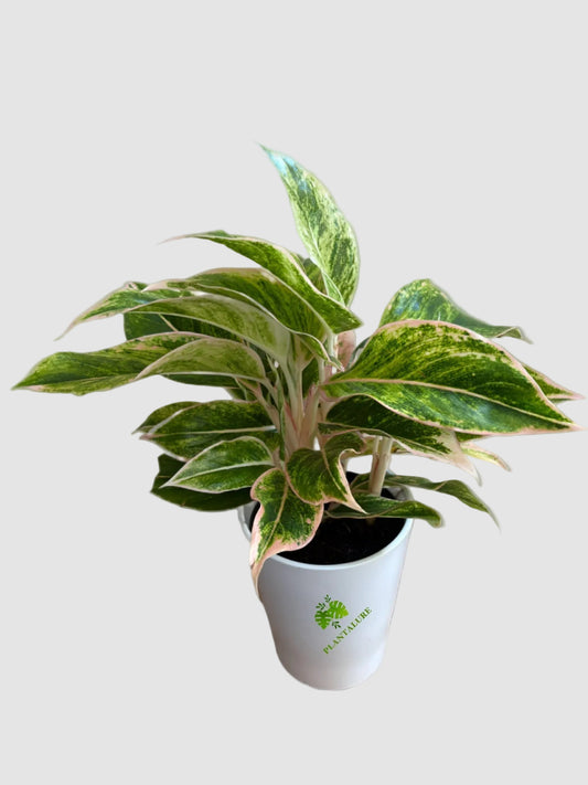 Aglaonema ‘Lipstick Pink’ – Pink & Green Indoor Houseplant