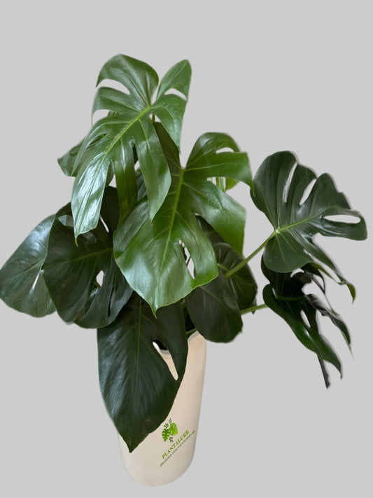 Monstera Deliciosa