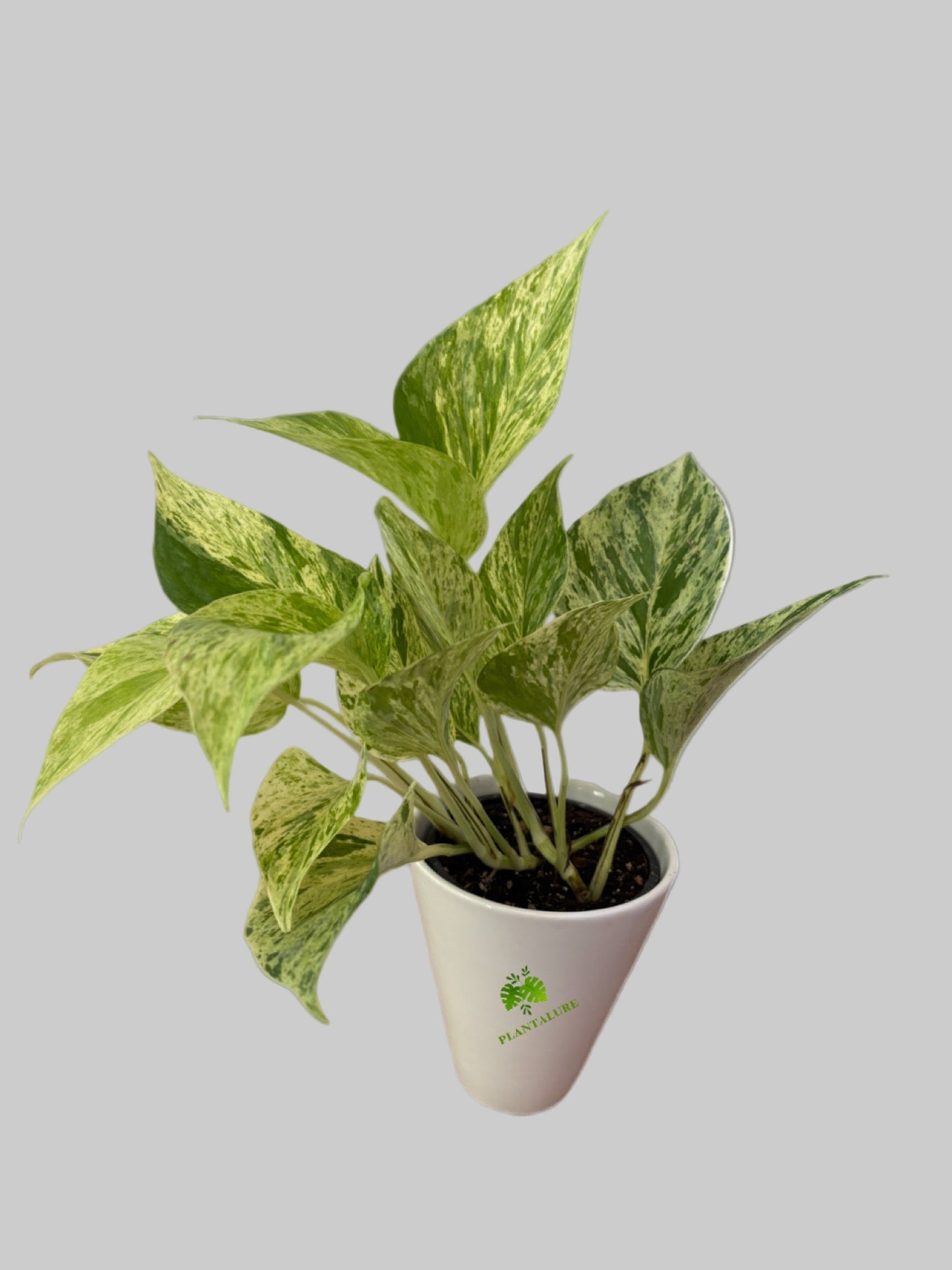Pothos Marble Queen