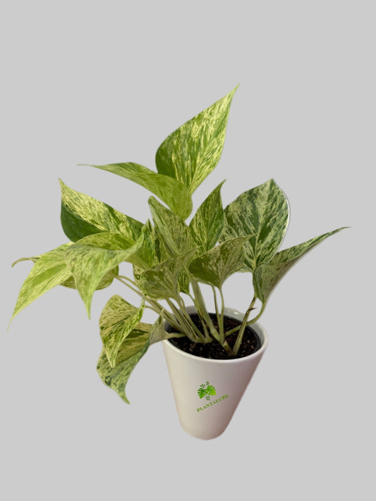 Pothos Marble Queen