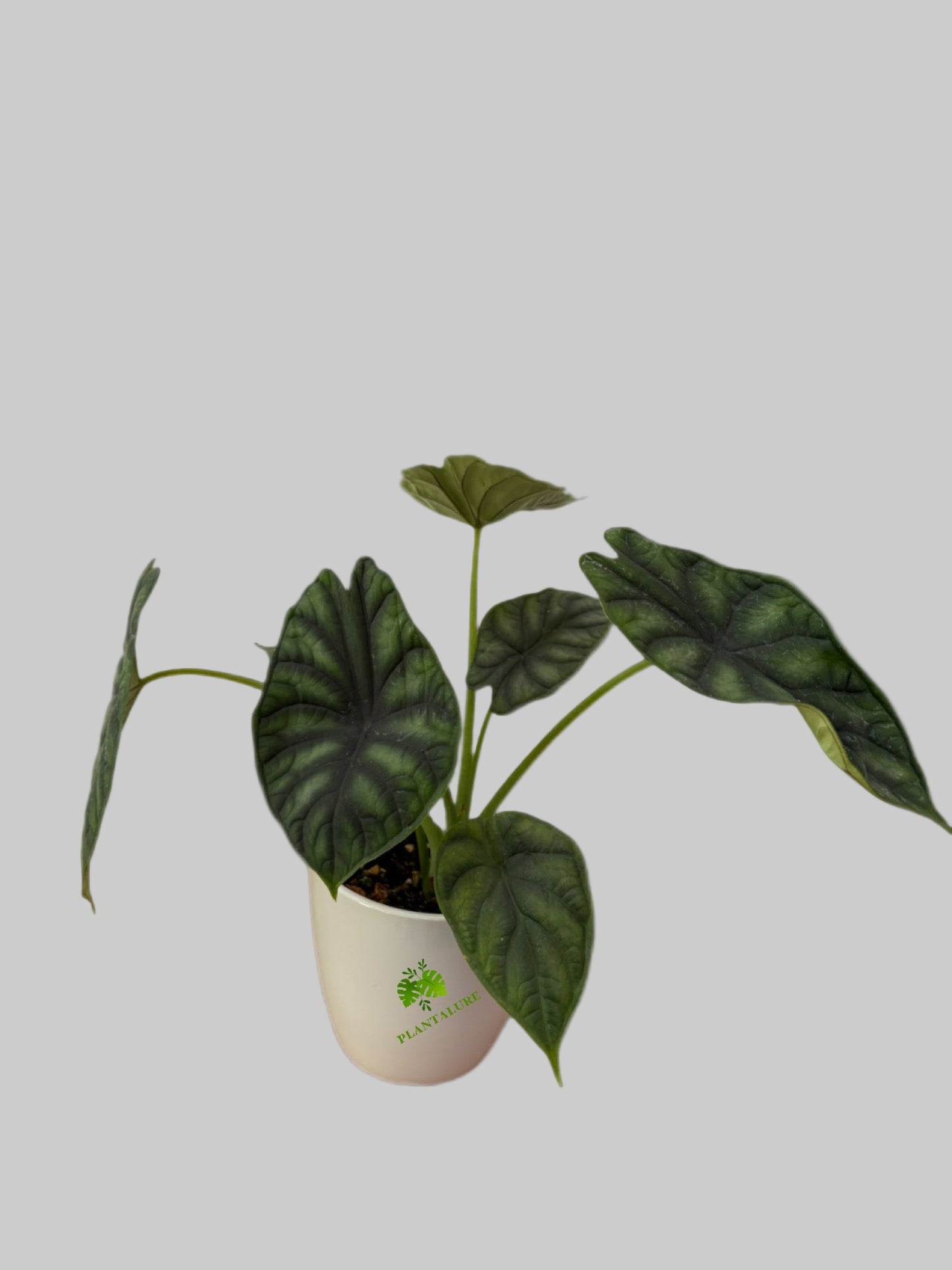 Alocasia Dragon Scale