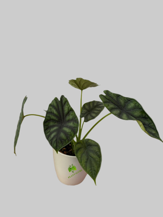 Alocasia Dragon Scale