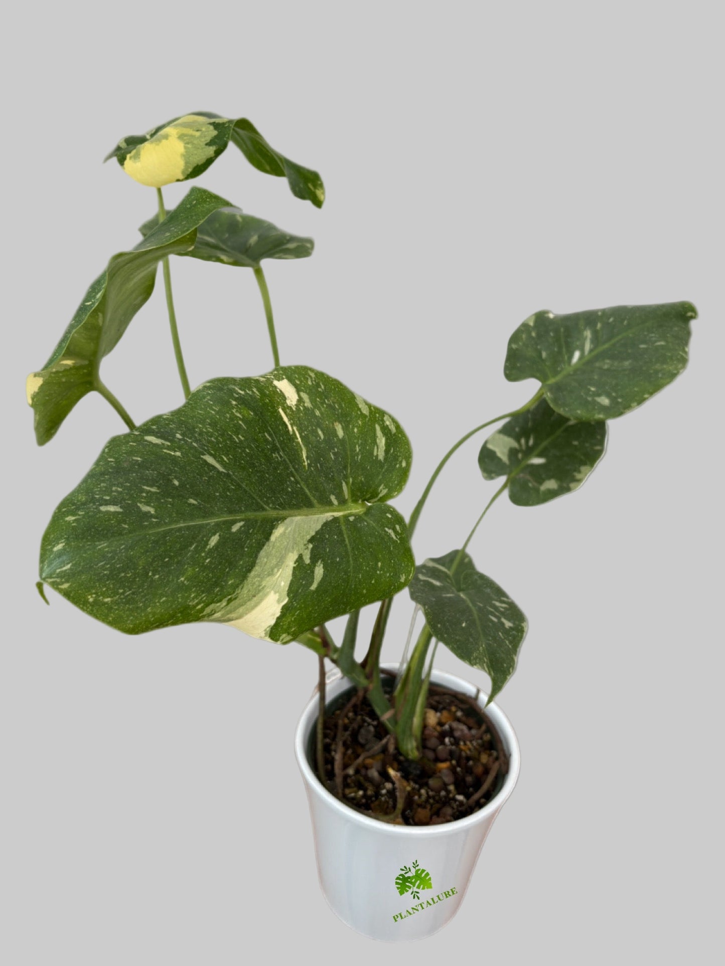 Monstera Thai Constellation Variegated