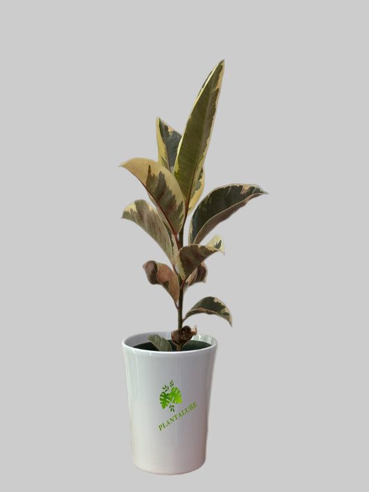 Ficus Elastica Tineke