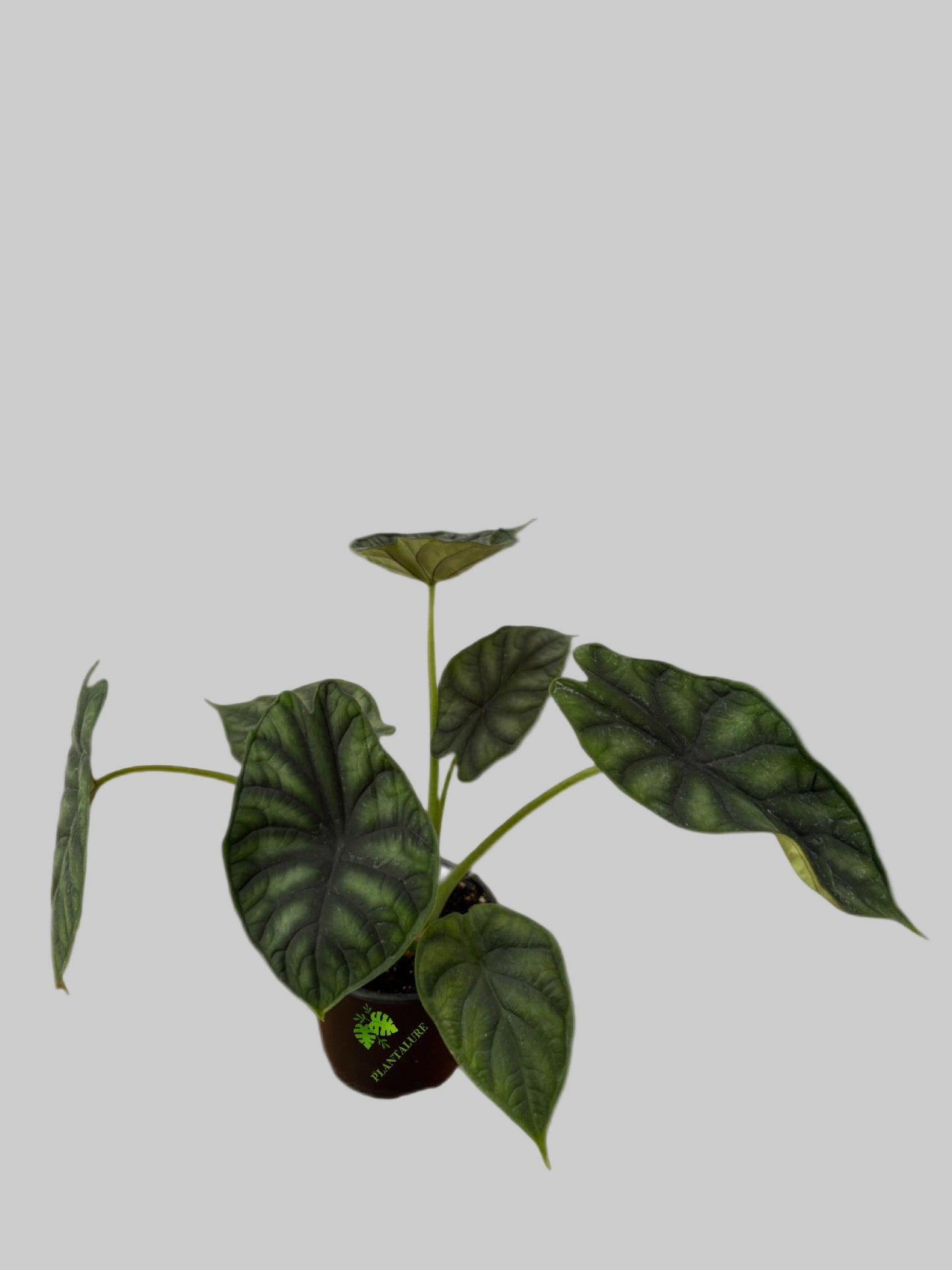 Alocasia Dragon Scale