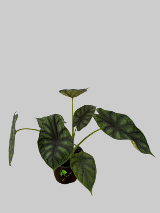 Alocasia Dragon Scale