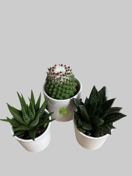 Cactus & Succulent Trio – Mixed Varieties