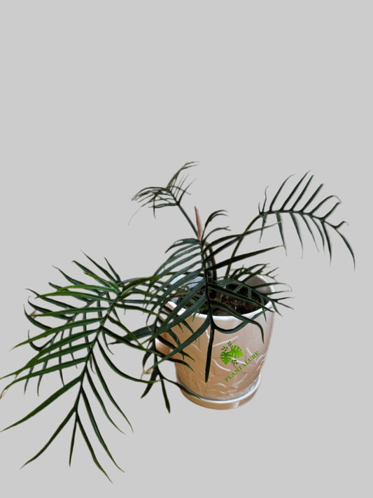 Philodendron Twisted Sister