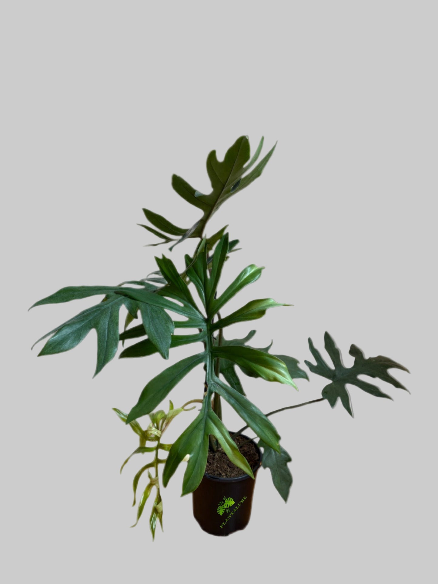Philodendron Mayoi