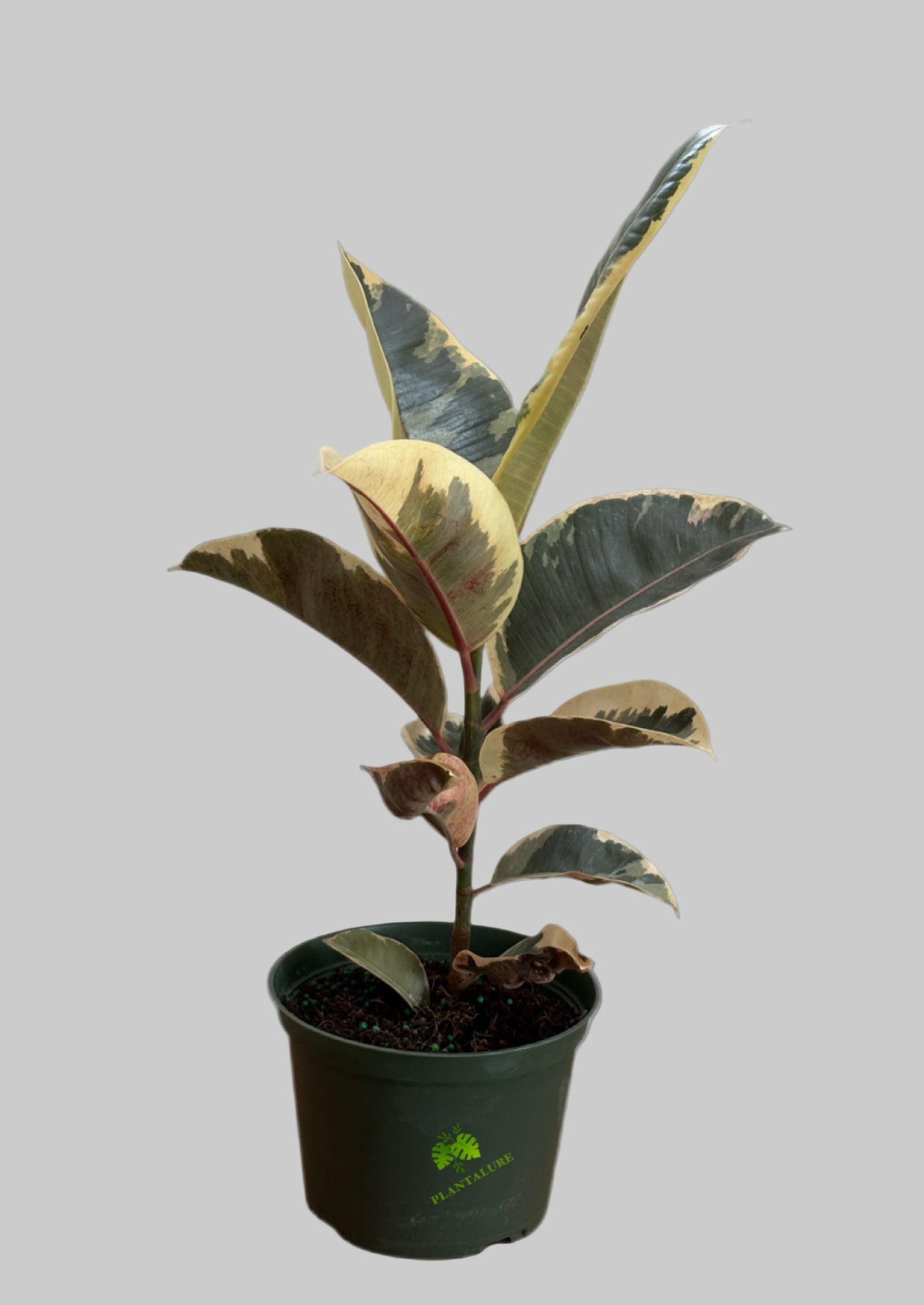 Ficus Elastica Tineke