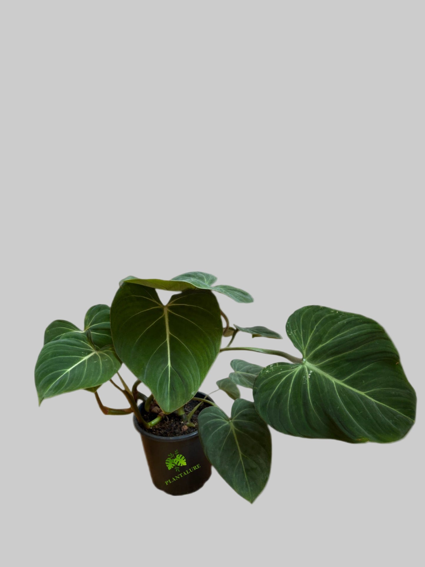 Philodendron Gloriosum