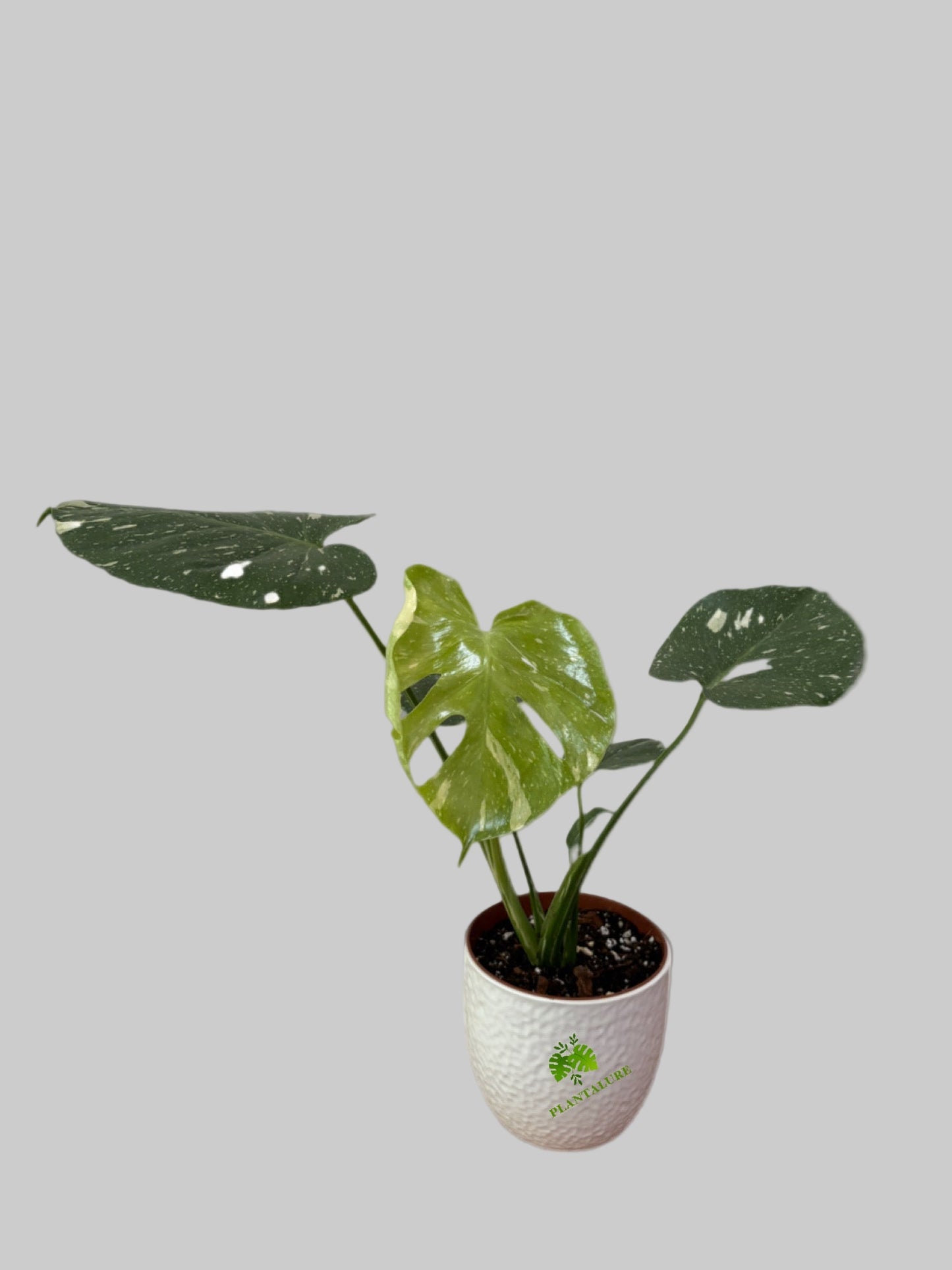 Monstera Thai Constellation Variegated