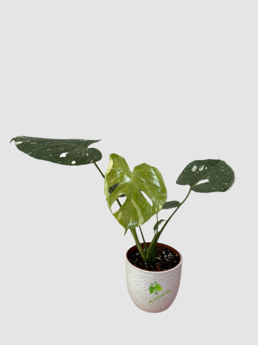 Monstera Thai Constellation Variegated