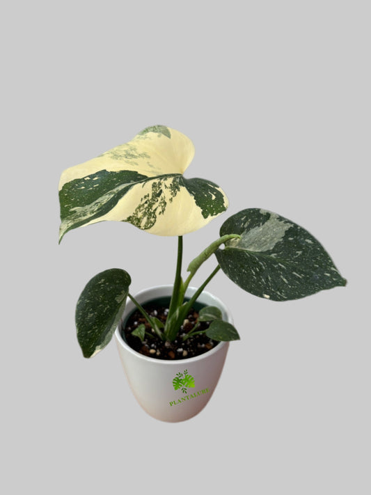 Monstera Mint