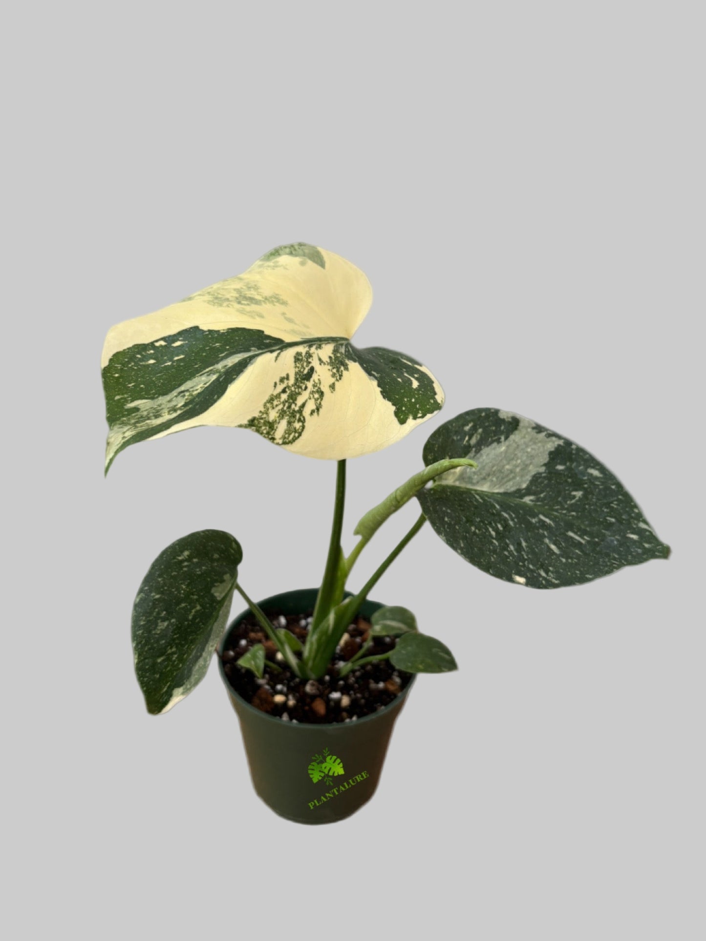 Monstera Mint