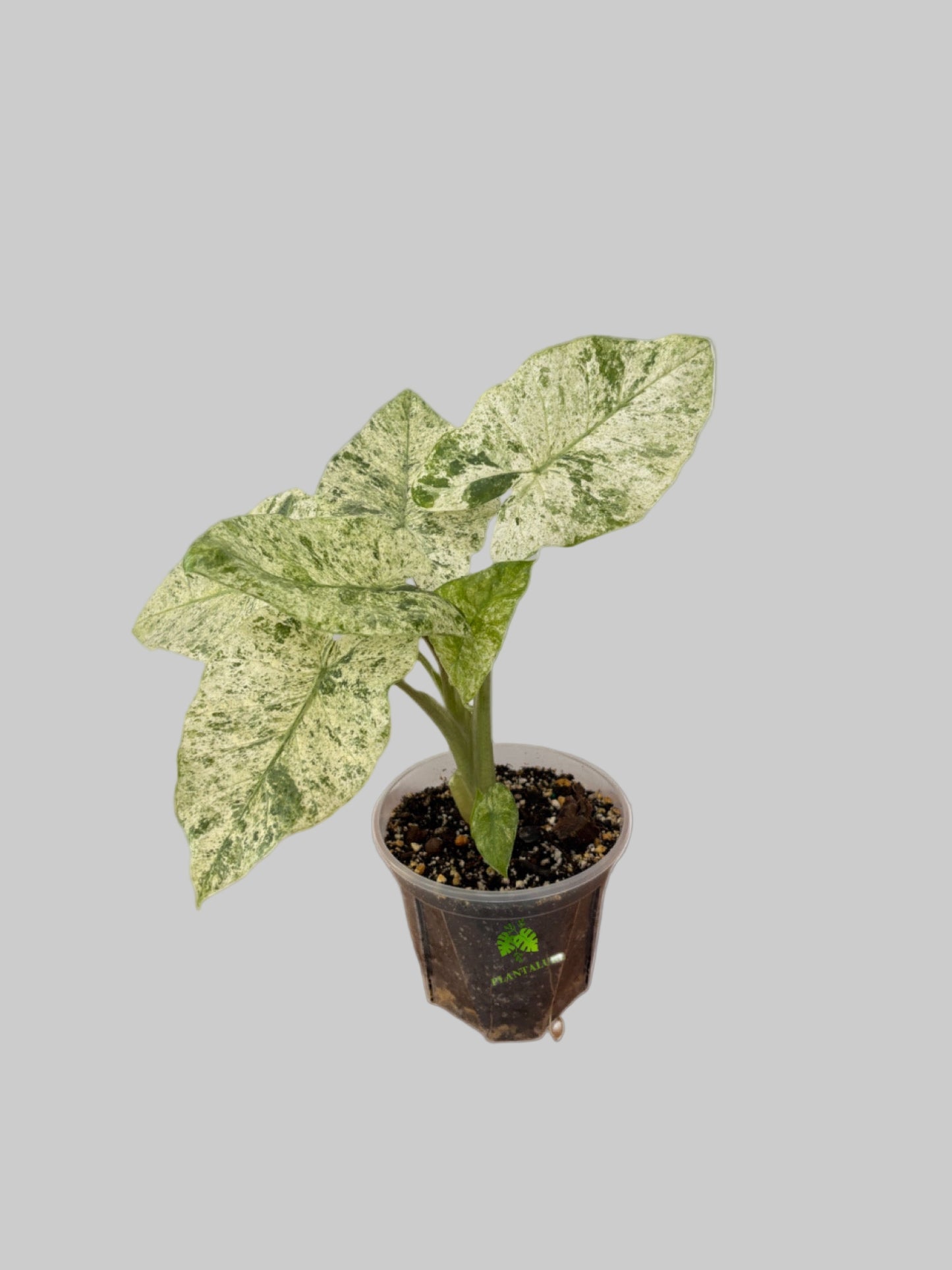 Alocasia Macrorrhiza "Camouflage Variegated"