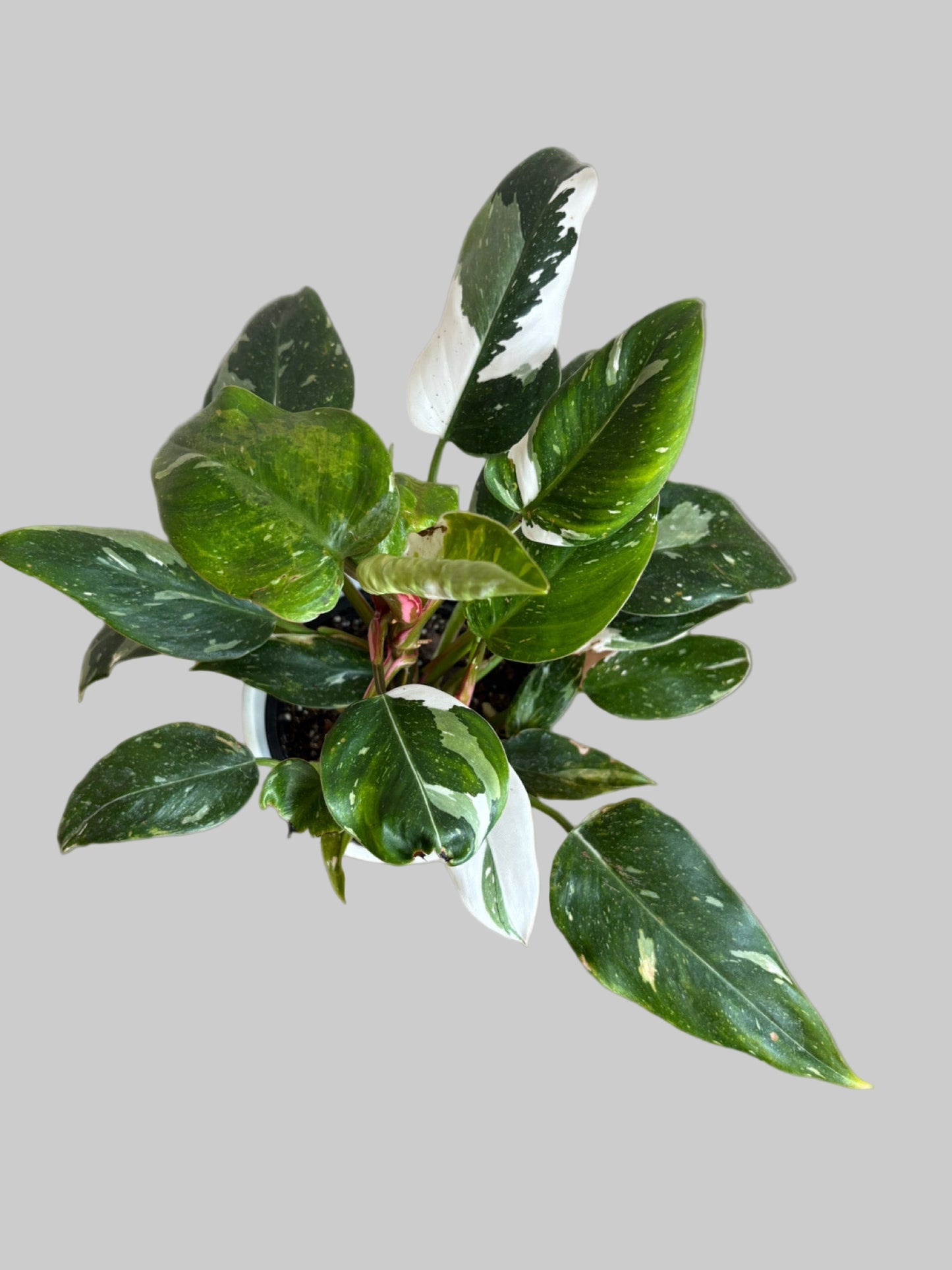 Philodendron White Princess