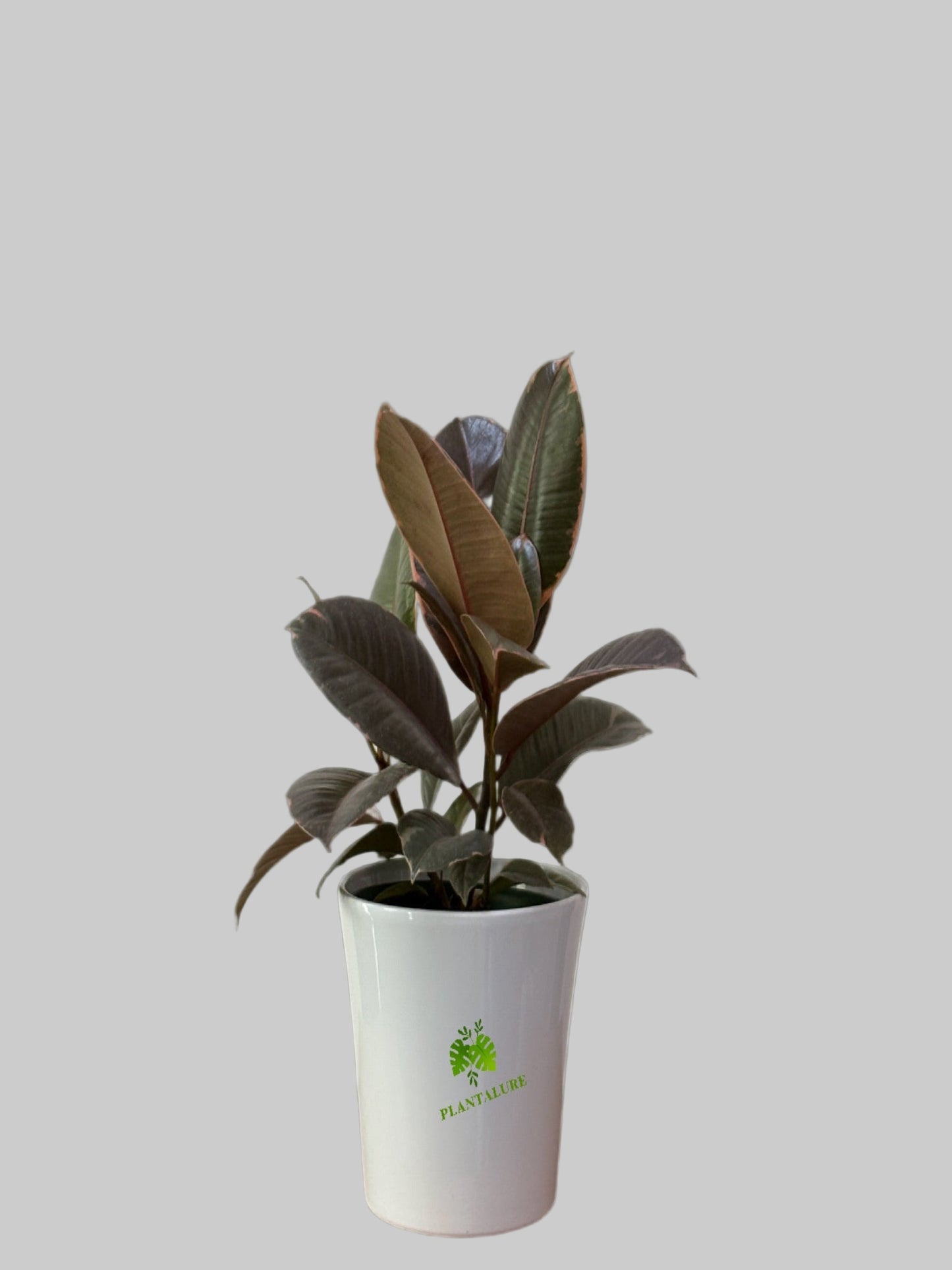 Ficus Elastica Ruby Red Bush