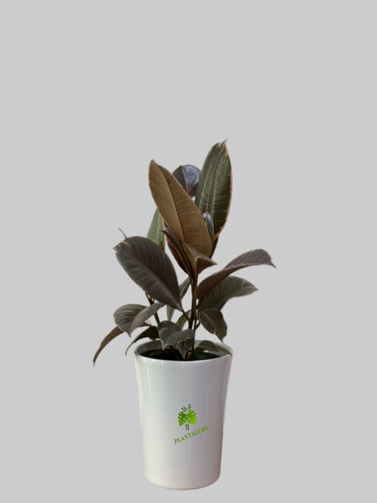 Ficus Elastica Ruby Red Bush