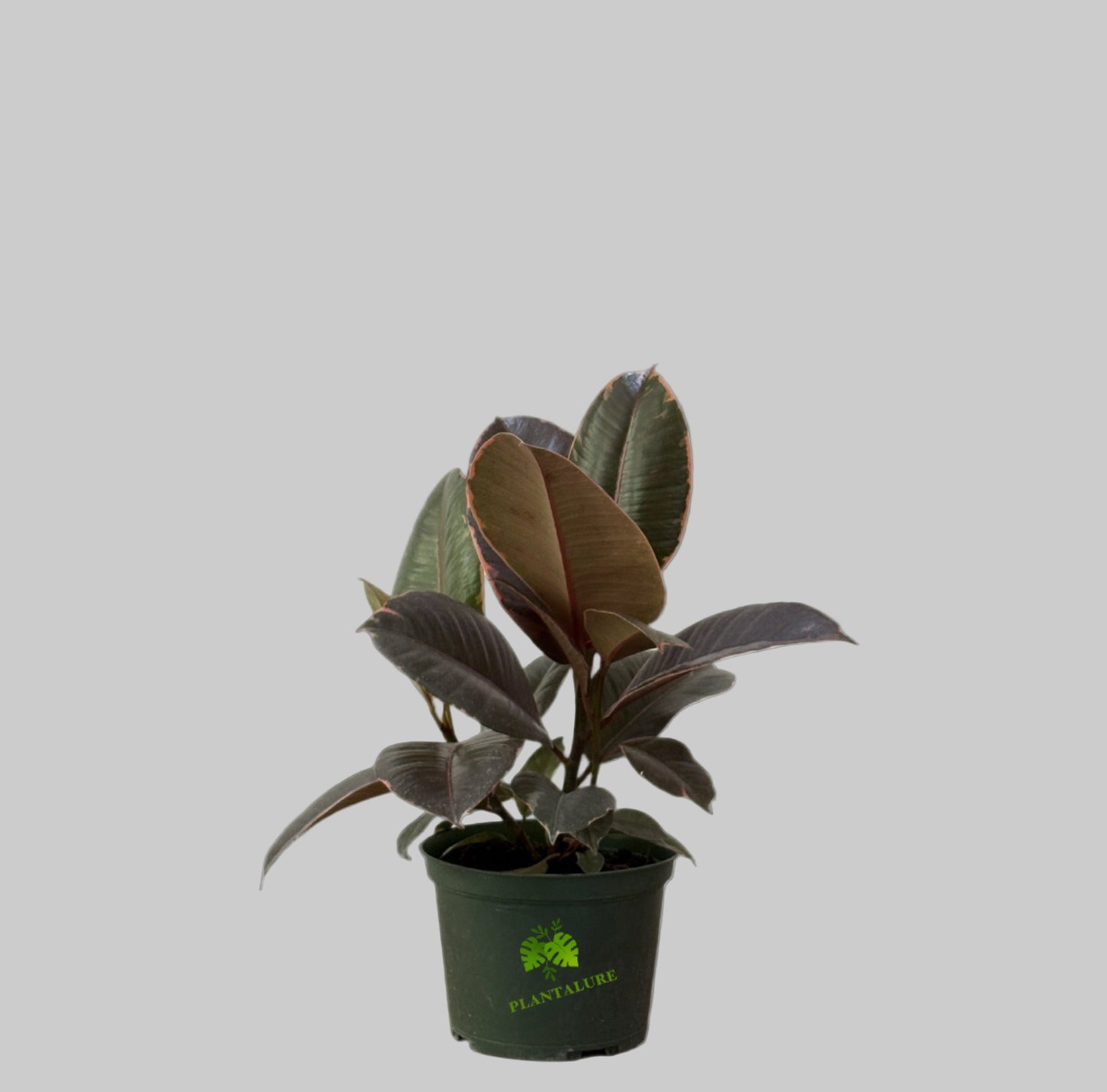 Ficus Elastica Ruby Red Bush