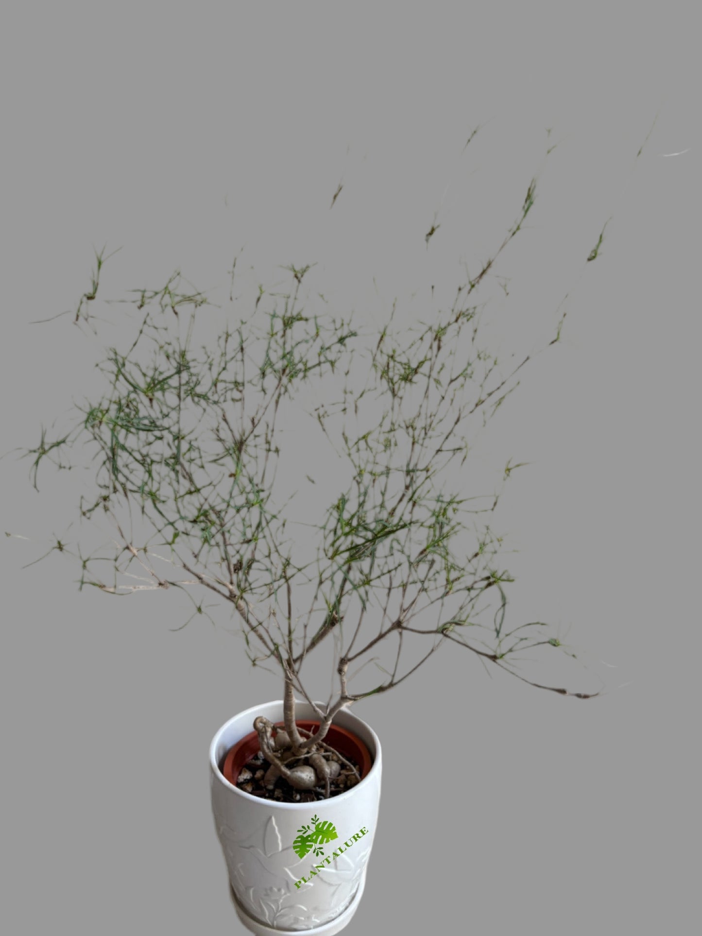 Euphorbia Hedyotoides