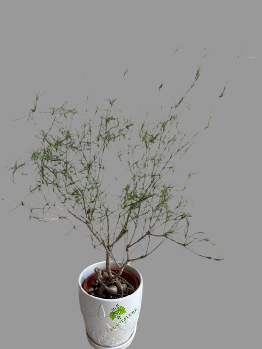 Euphorbia Hedyotoides