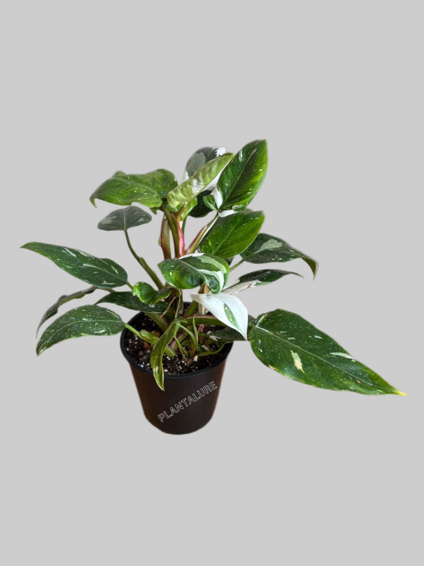 Philodendron White Princess