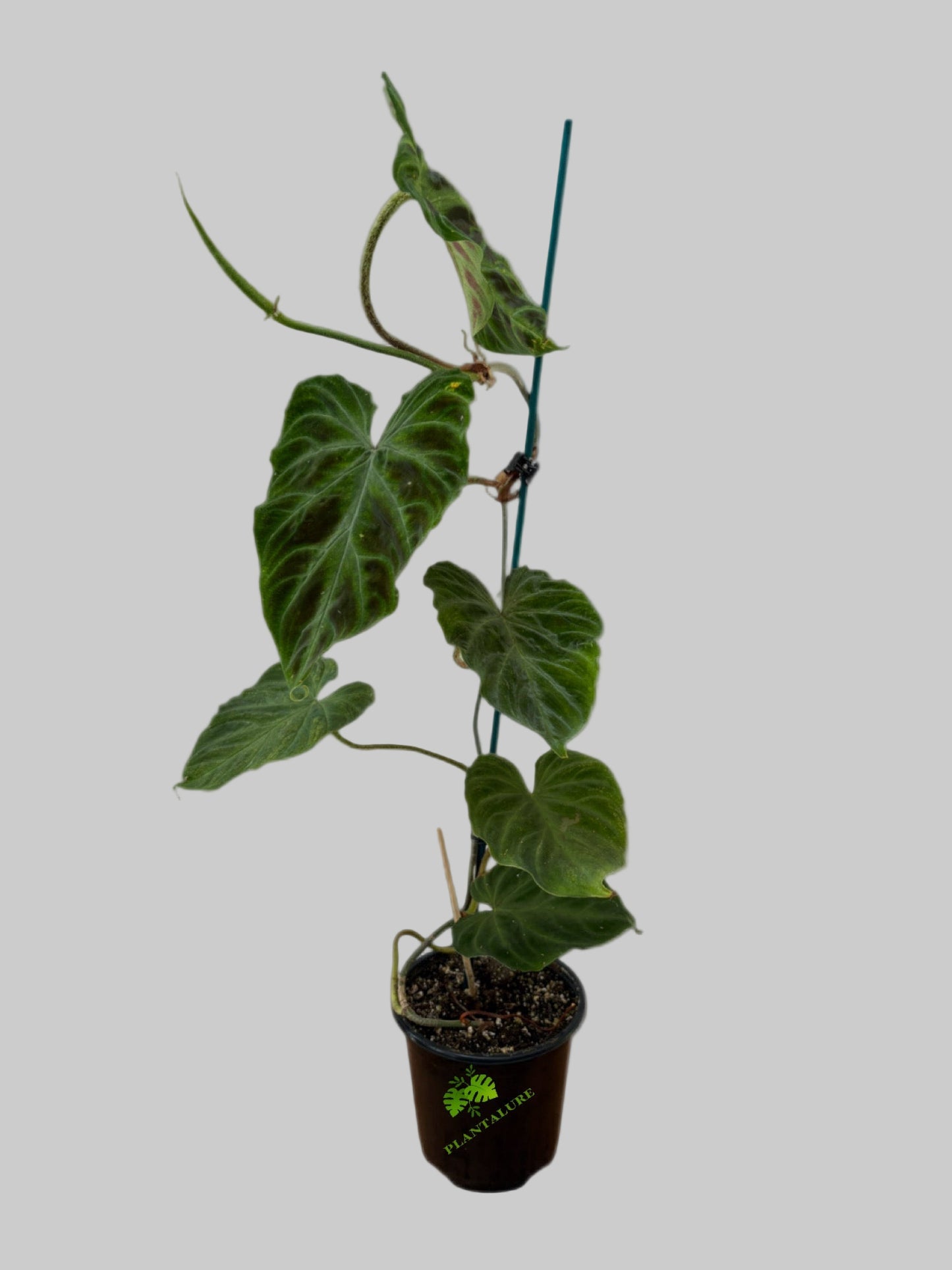 Philodendron Verrucosum Small