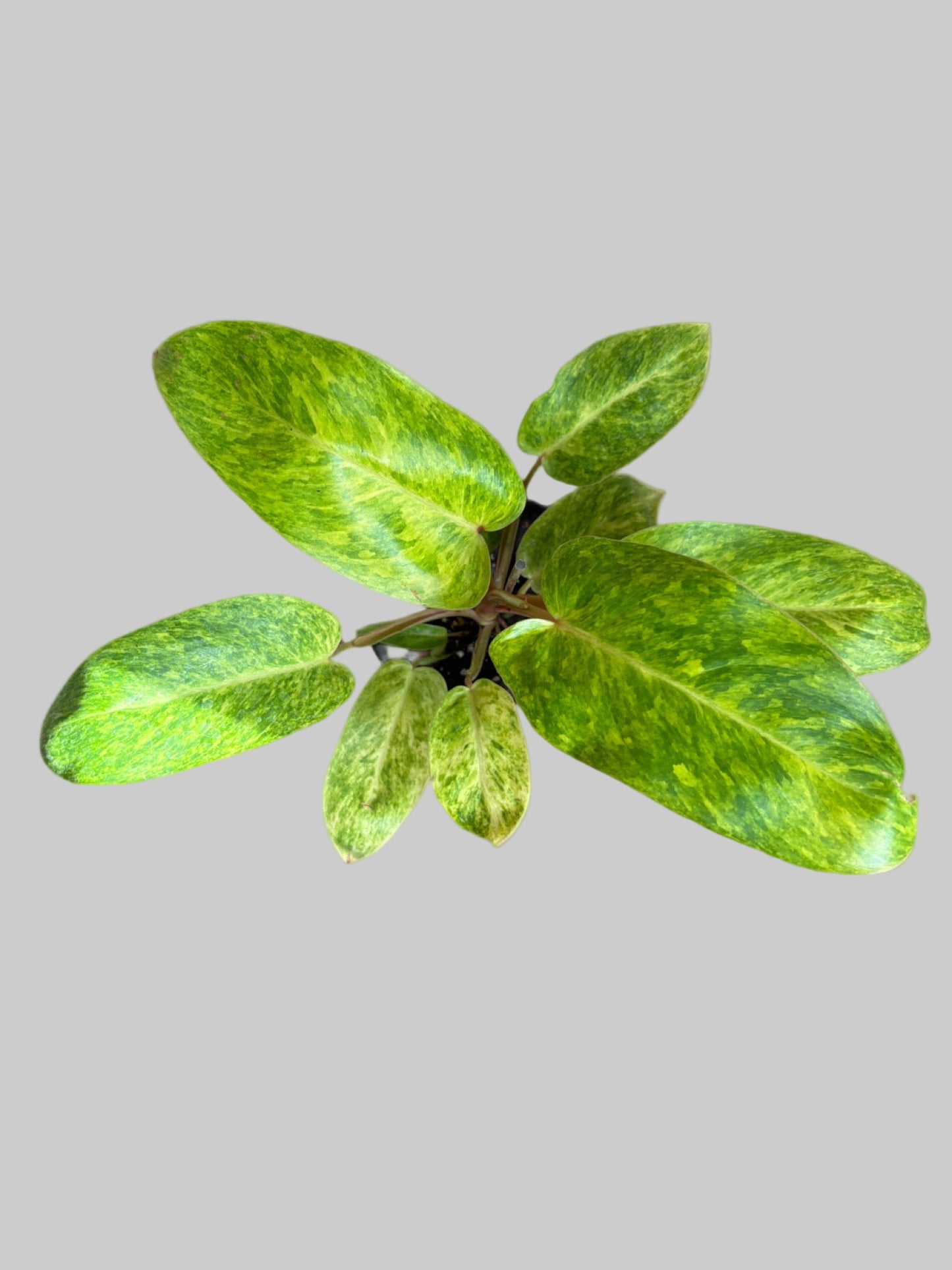 Philodendron Painted Lady