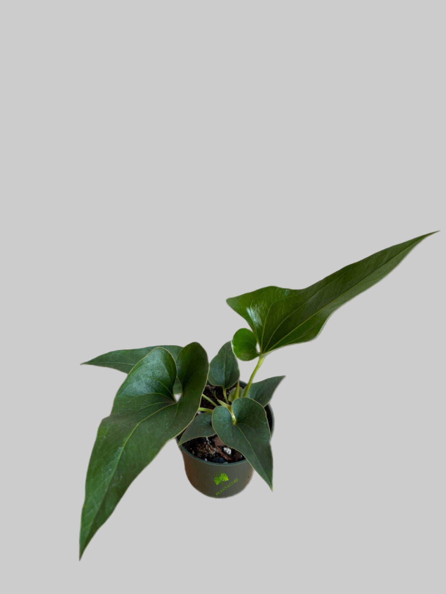 Anthurium Corong x Villenaorum