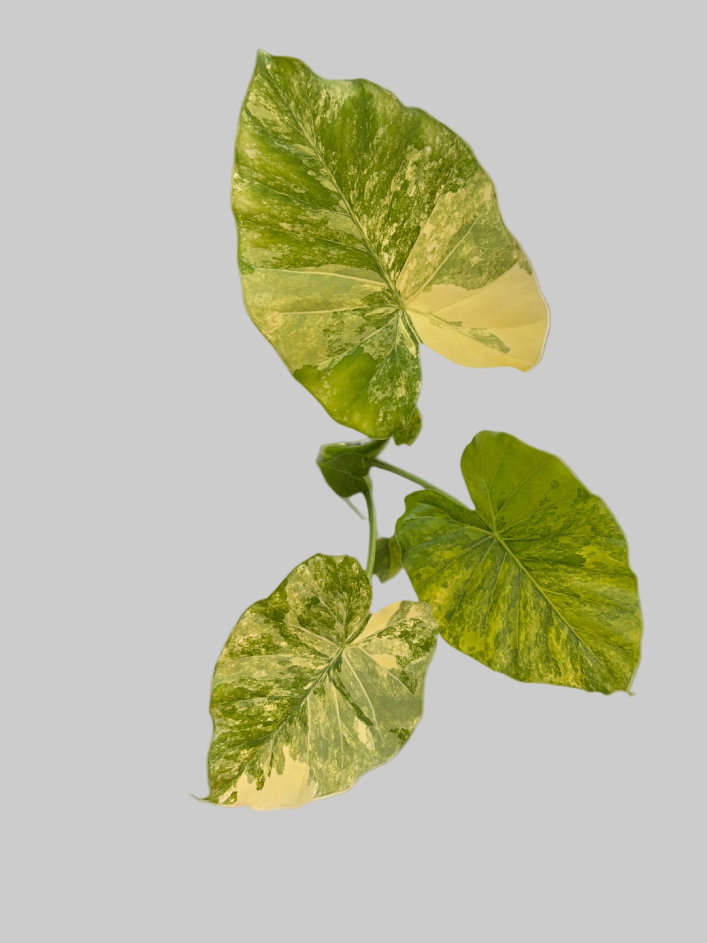 Alocasia Odora Variegated