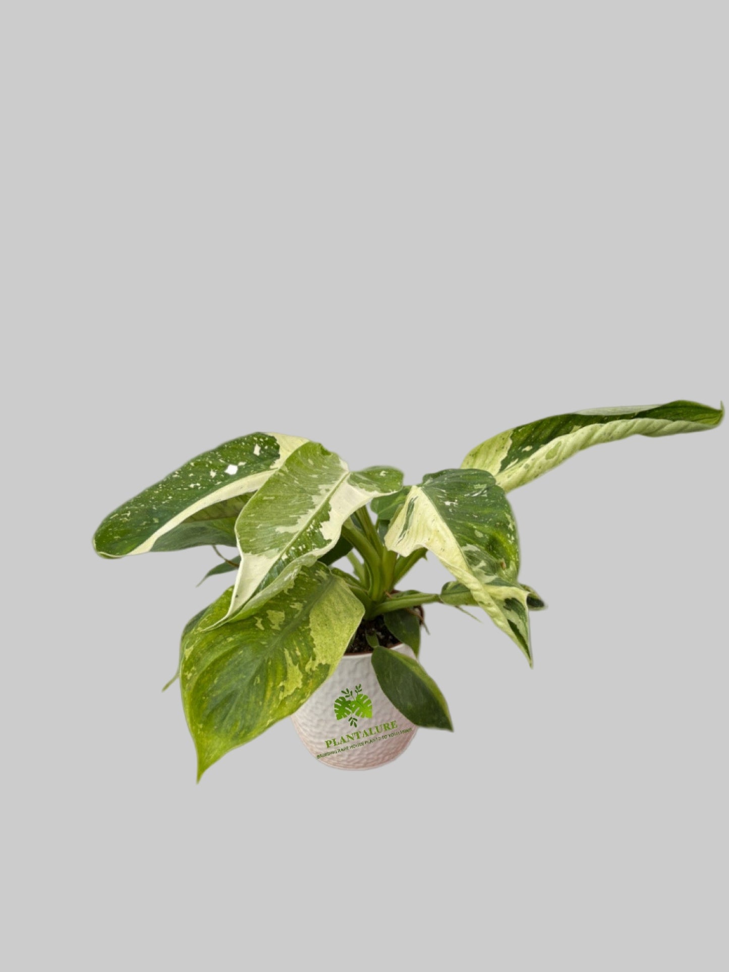 Philodendron Jose Buono