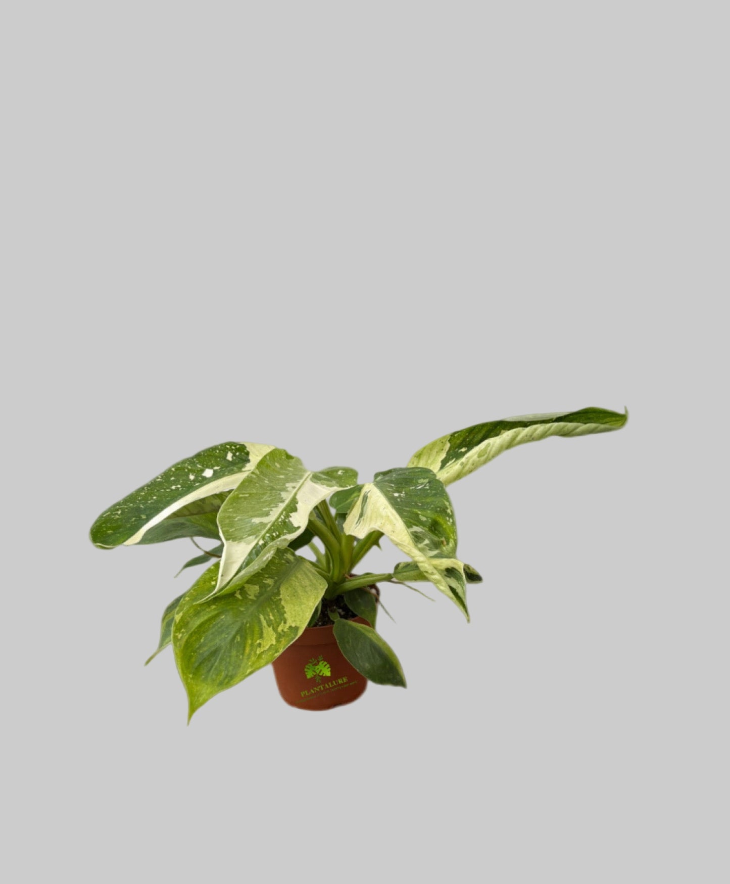 Philodendron Jose Buono