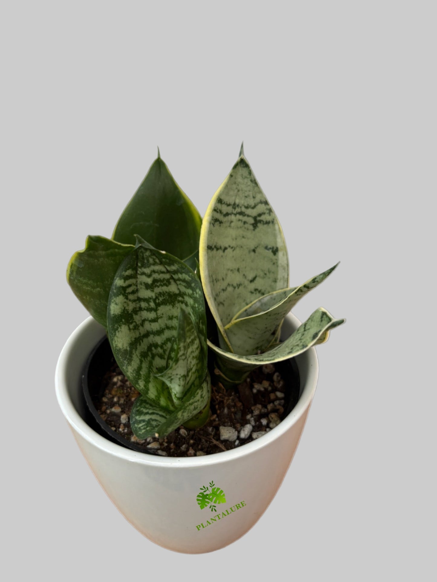 Sansevieria Trio – Mixed Varieties in One Pot