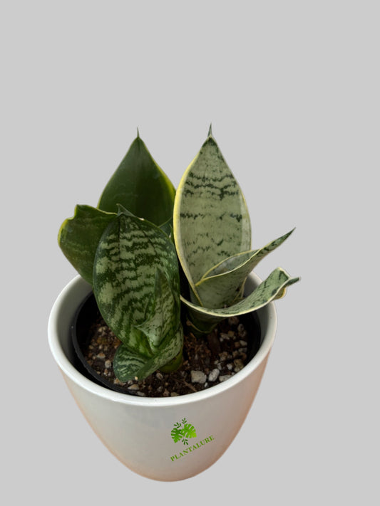 Sansevieria Trio – Mixed Varieties in One Pot